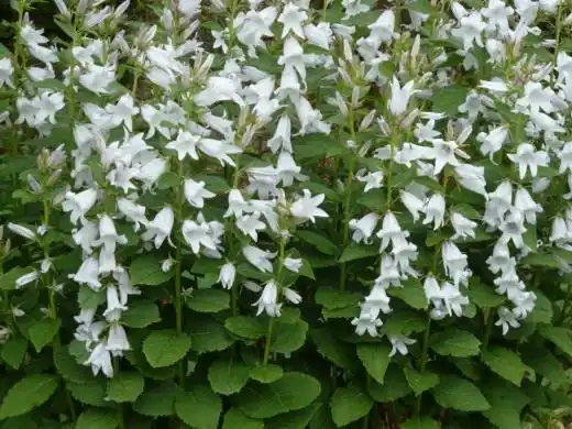 Колокольчик молочноцветковый (Campanula latifolia)