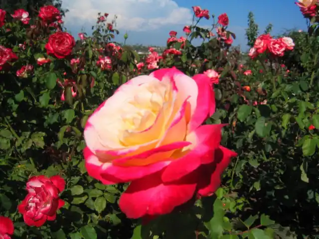 Чайно-гибридная роза, сорт "Double Delight"