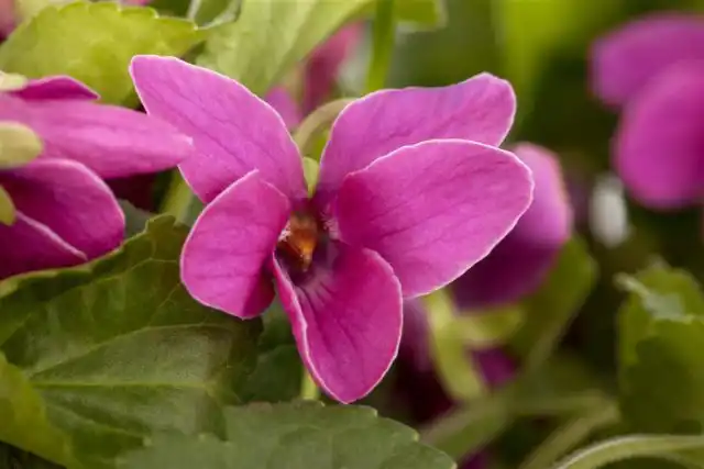 Фиалка душистая «Мелани» (Viola odorata 'Melanie')