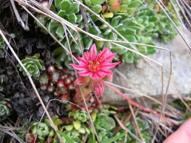 Молодило кровельное (Sempervivum tectorum)