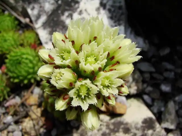 Молодило отпрысковое (Sempervivum soboliferum)