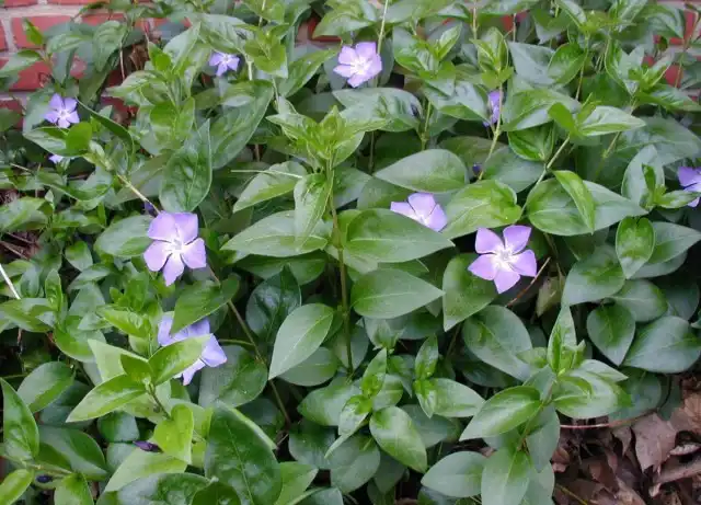 Барвинок большой (Vinca major)