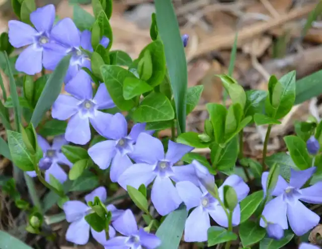 Барвинок малый (Vinca minor)