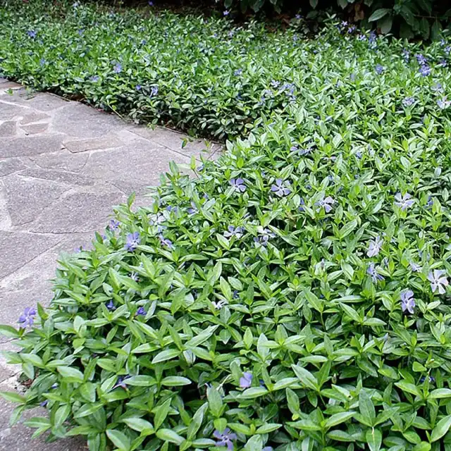 Барвинок малый (Vinca minor)