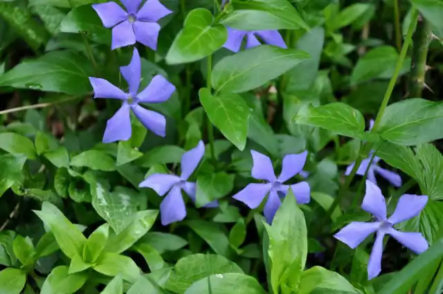 Барвинок травянистый (Vinca herbacea)