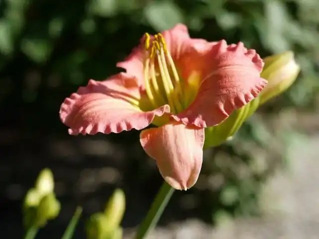 Лилейник 'Chorus Line'