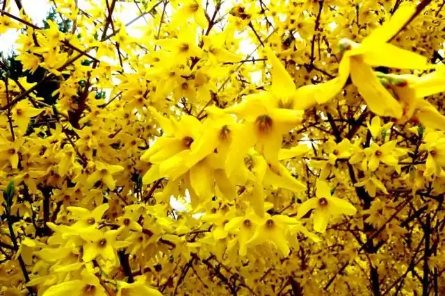 Сонячна форзиція. Вирощування,