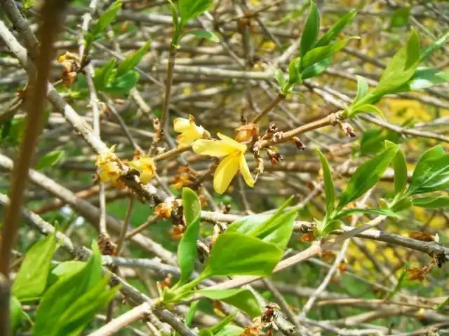 Форзиция яйцевидная