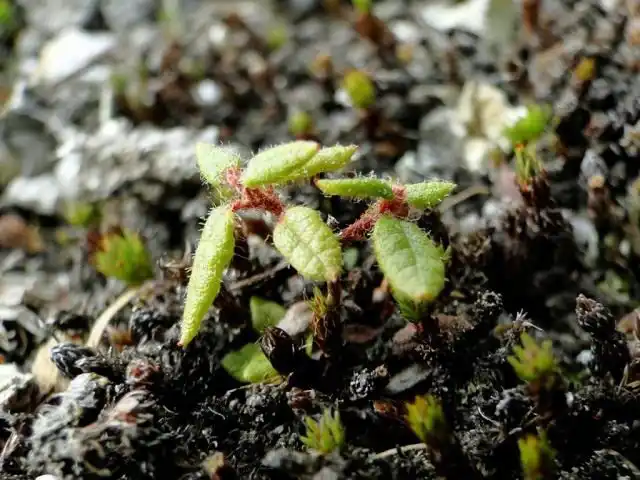 Сеянец багульника болотного