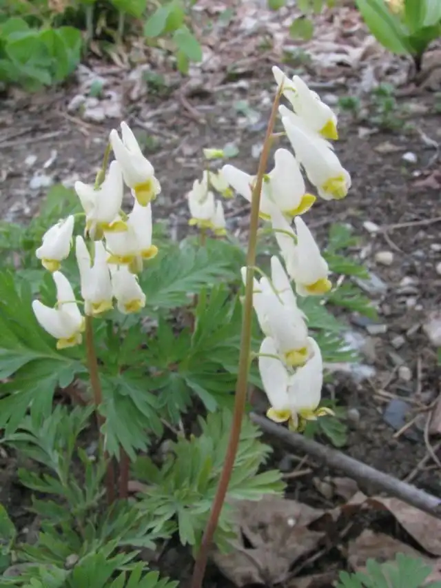 Дицентра клобучковая (Dicentra cucullaria)