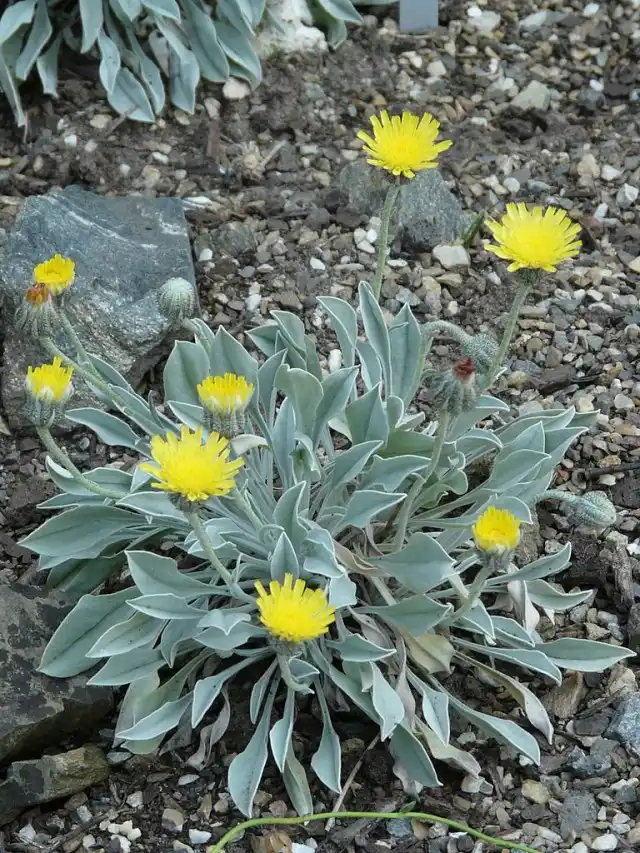 Очиток (Sedum)