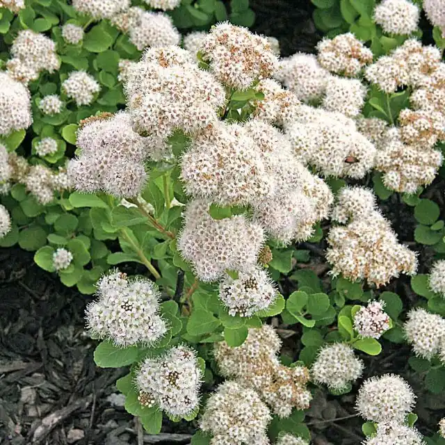 Очиток (Sedum)