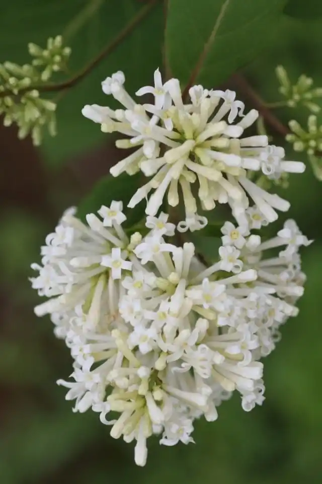 Сирень гималайская