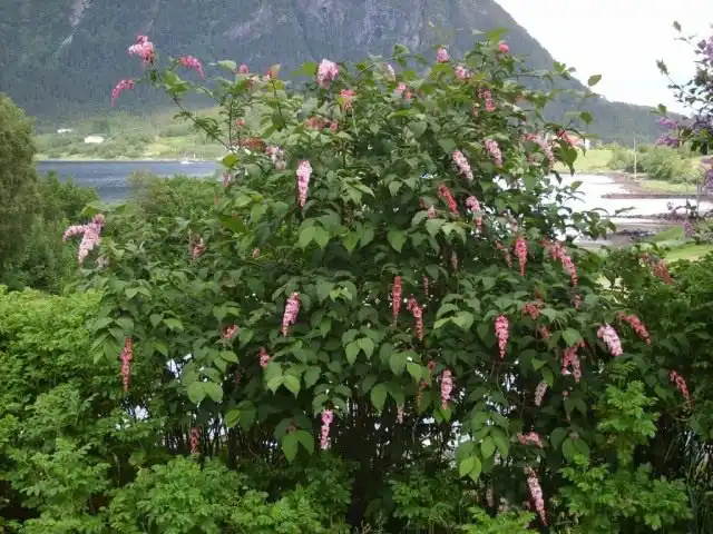 Сирень пониклая