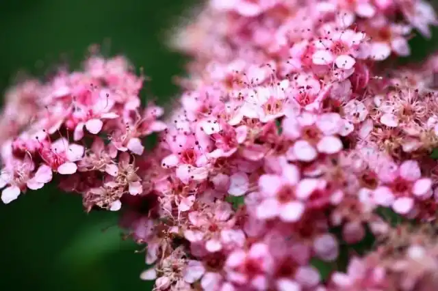 Спирея японская