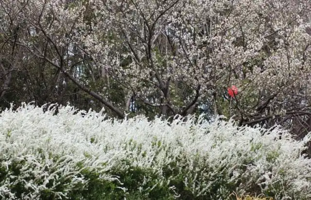 Спирея Тунберга