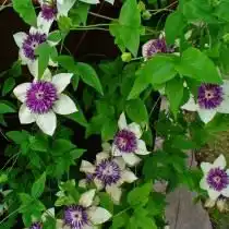 Клематис цветистый, сорт Зибольда - 'Sieboldii' (Clematis florida)