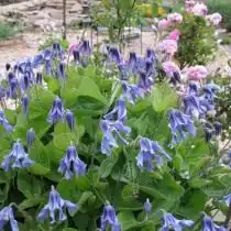 Клематис цельнолистный (Clematis integrifolia)
