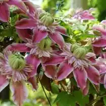 Клематис раскидистый, сорт 'Josephine Evijohill' (Clematis patens)