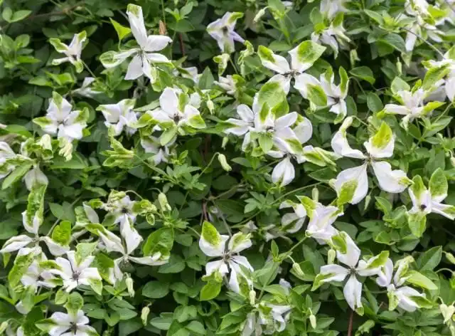 Клематис фиолетовый, или Клематис виноградничковый (Clematis viticella)