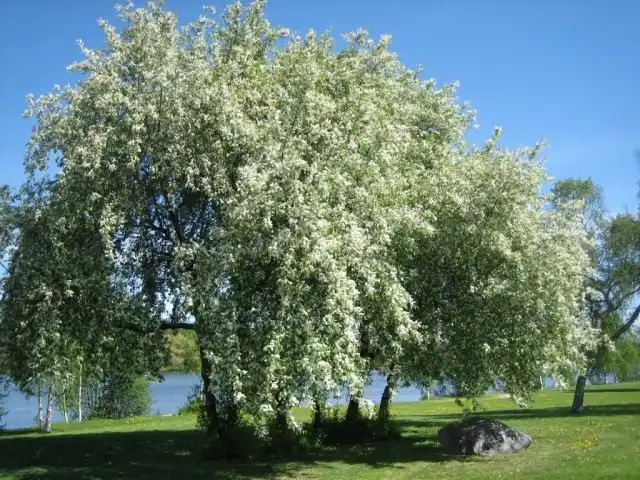 Черёмуха обыкновенная (Prunus padus)