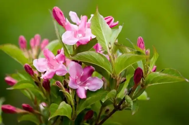 Вейгела японская (Weigela japonica)