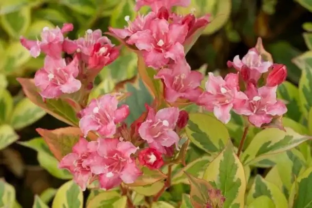 Вейгела «Костериана вариегата»