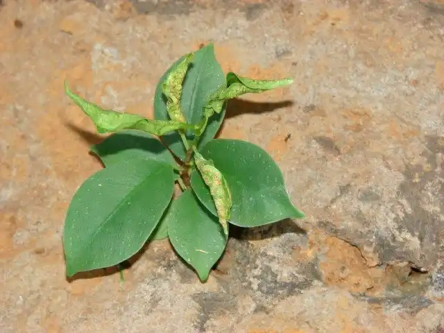 Внешние признаки поражения трипсами на фикусе микрокарпа