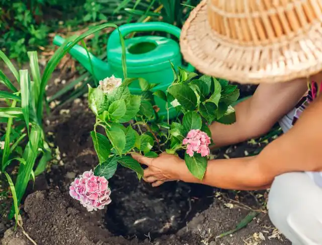 Лучше с самого начала постараться не допускать ошибок в уходе, чтобы гортензия долго радовала нас зеленой листвой и обильным цветением