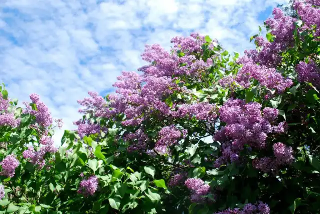 Кусты сирени