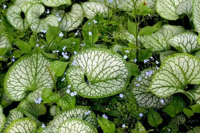 Бруннера крупнолистная «Джек Фрост» (Brunnera macrophylla 'Jack Frost')