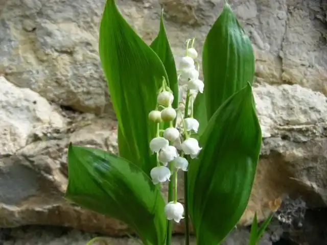 Ландыш майский (Convallaria majalis)