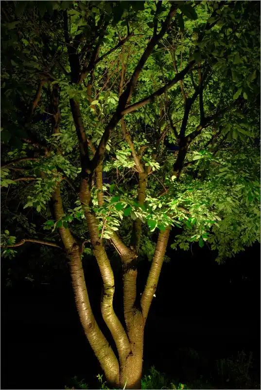 Ландыш майский 'Grandiflora'