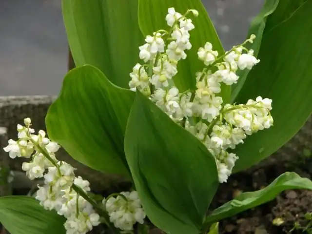 Ландыш майский махровый Пролификанс (Convallaria majalis 'Prolificans')