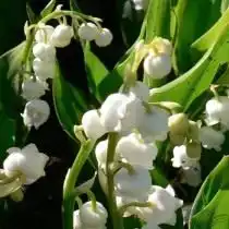 Ландыш майский 'Vic Pawlowski’s Gold'