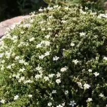 Гипсофила арециевидная, или Качим арециевидный