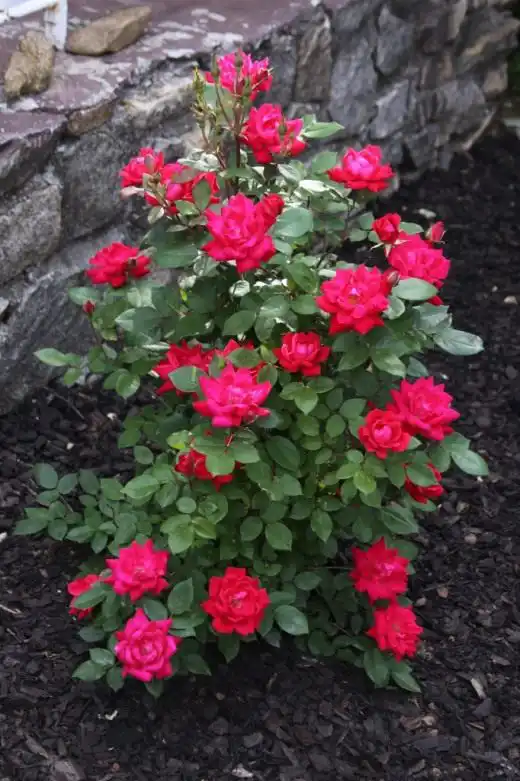 Роза вида Knock out