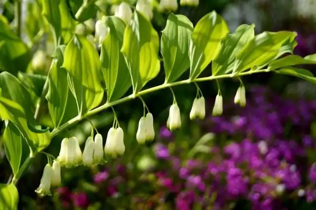 Купена, чи Соломонова печатка.