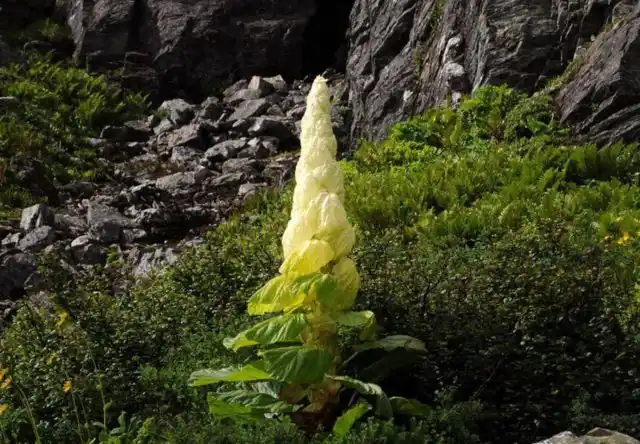 Ревень благородный (Rheum nobile)