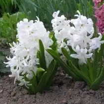 Гиацинт восточный "Карнеги" (Hyacinthus orientalis 'Carnegie')