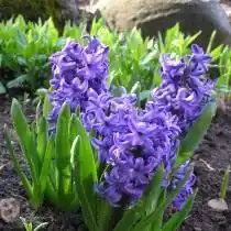 Гиацинт восточный "Атлантик" (Hyacinthus orientalis 'Atlantic')