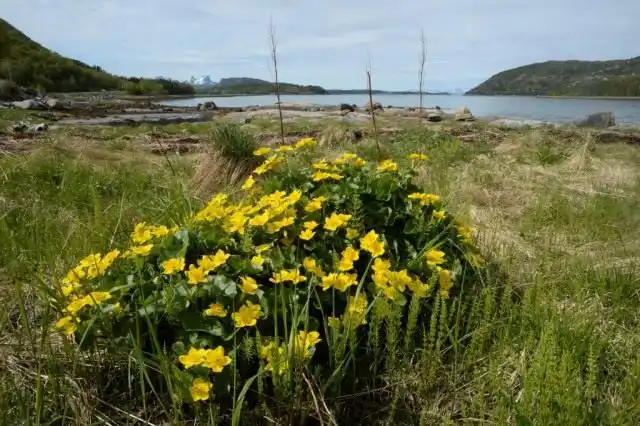 Калужница болотная