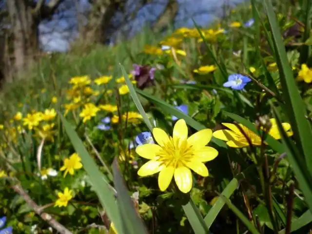 Калужница болотная