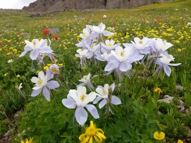 Аквилегия голубая в диком виде