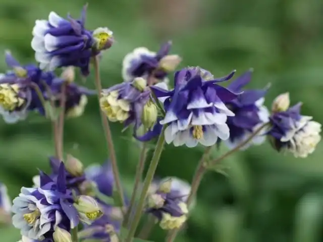 Аквилегия «Нора Барлоу»