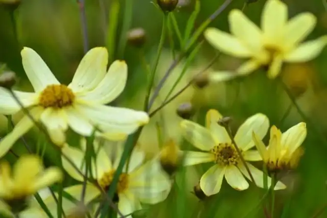 Кореопсиса мутовчатый, сорт "Мунбим" (Coreopsis verticillata 'Moonbeam')