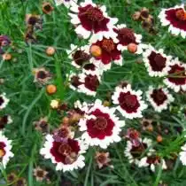 Кореопсис сорт 'Jive'