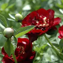 Пион гибридный "Бакай Белл" (Paeonia lactiflora 'Buckeye Belle')
