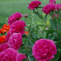 Пион молочноцветковый "Карл Розенфельд" (Paeonia lactiflora 'Karl Rosenfeld')