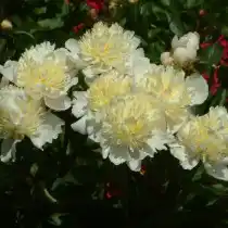 Пион молочноцветковый "Лаура Дессерт" (Paeonia lactiflora 'Laura Dessert')